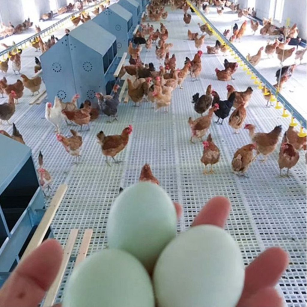 Chickens on elevated plastic slatted flooring in a poultry house