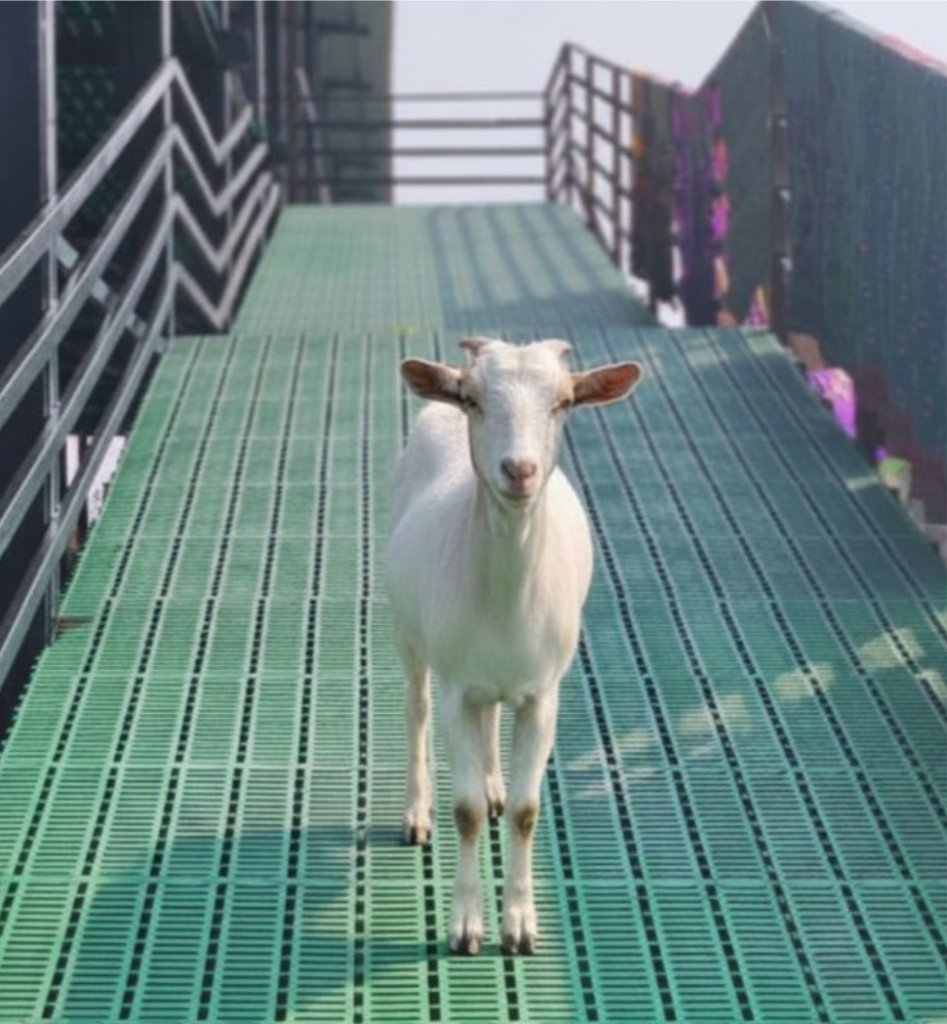 Goats standing on elevated plastic slatted flooring in a goat shed