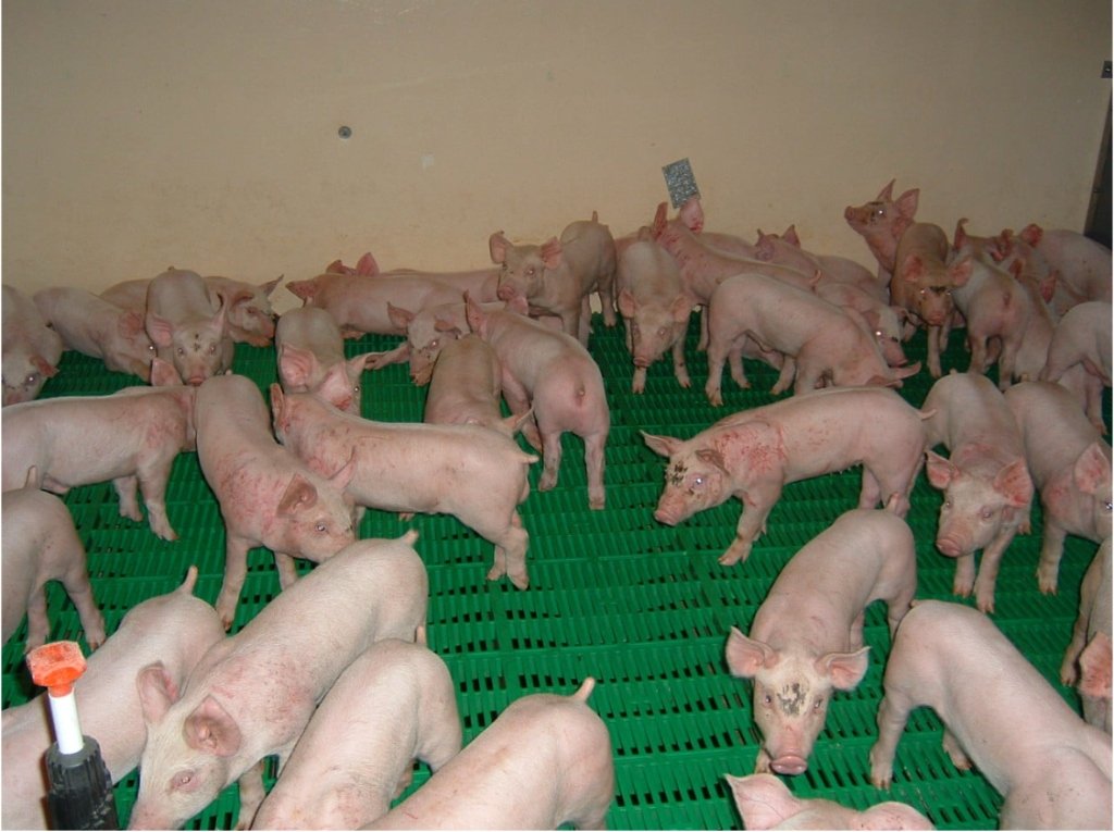 Piglets on elevated plastic slatted flooring in a pig housing shed