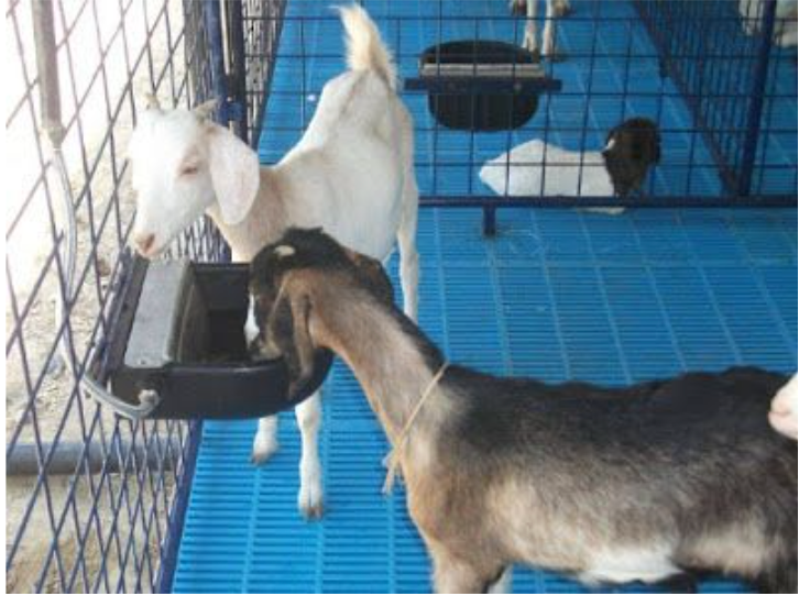 Why Elevated Slatted Flooring Works for Goats, Poultry, and Pigs