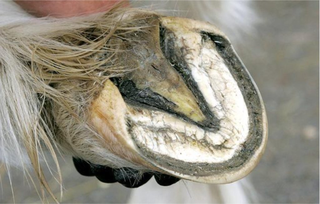 Damaged goat hoof showing signs of hoof infection and foot rot