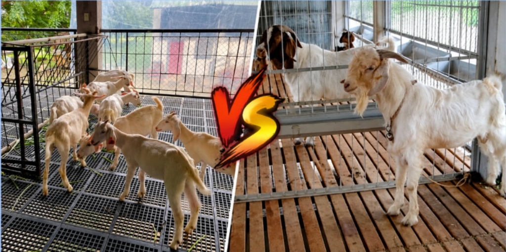 Plastic Goat Slats vs Wooden Slats: Why Farmers Are Switching