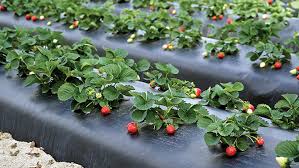 Mulching Films
