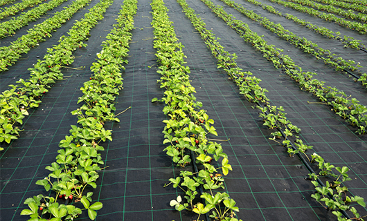 Weed mats