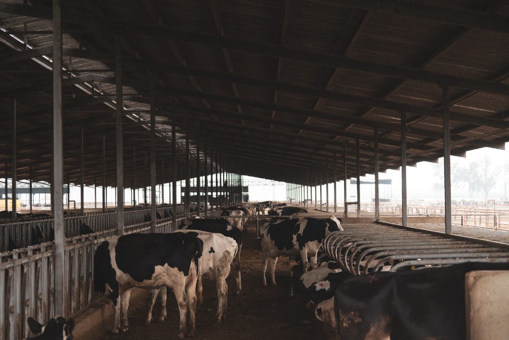 Dairy farm flooring and equipment for cattle farms in Chennai