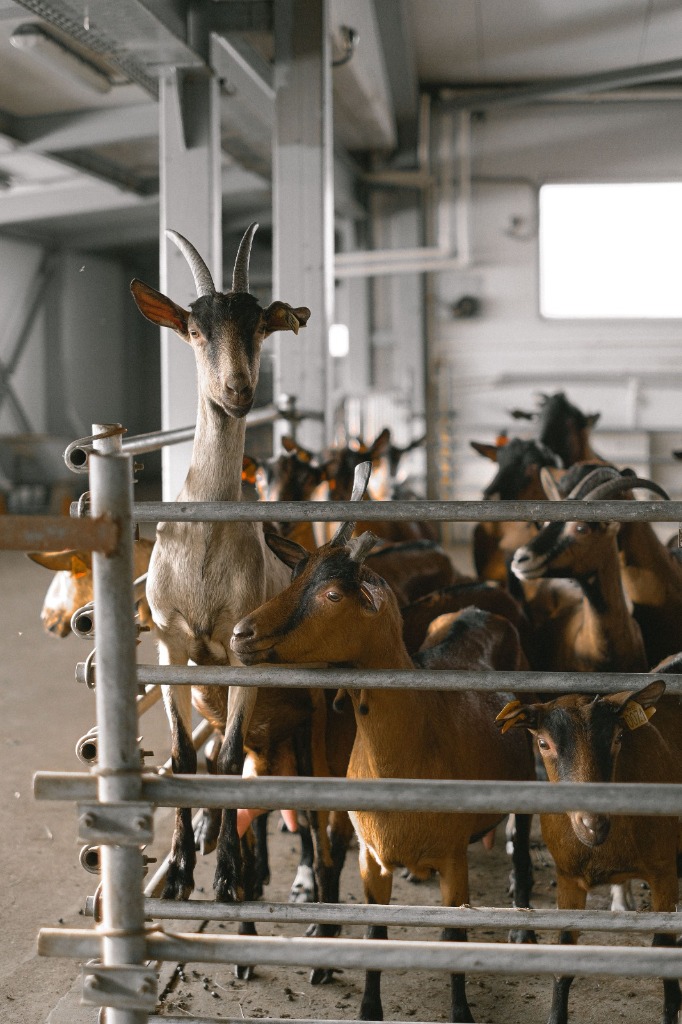 Plastic slatted flooring and equipment for goat and sheep farms in Chennai