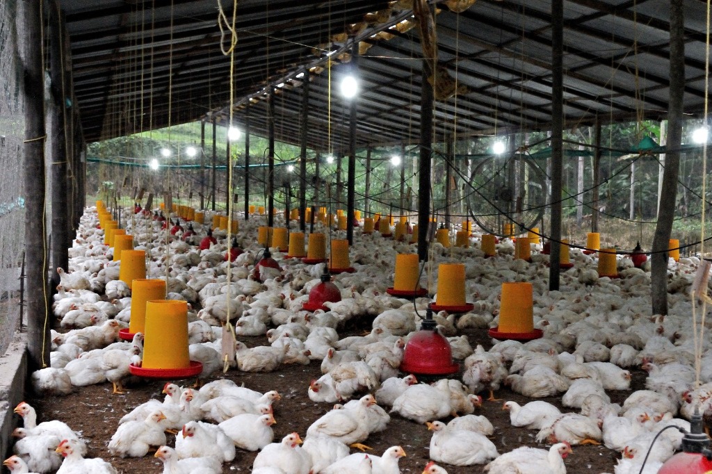 Poultry farm flooring, drinkers and equipment in Chennai